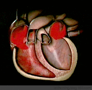 窦房结产生的电,沿着绿色标示的传导系统,传导到心室到达心尖,于是